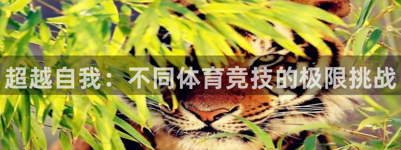 谈球吧体育官网
